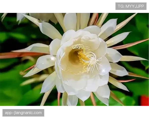 亚马尔：百年一遇的天赋还是被舆论高估的昙花一现？